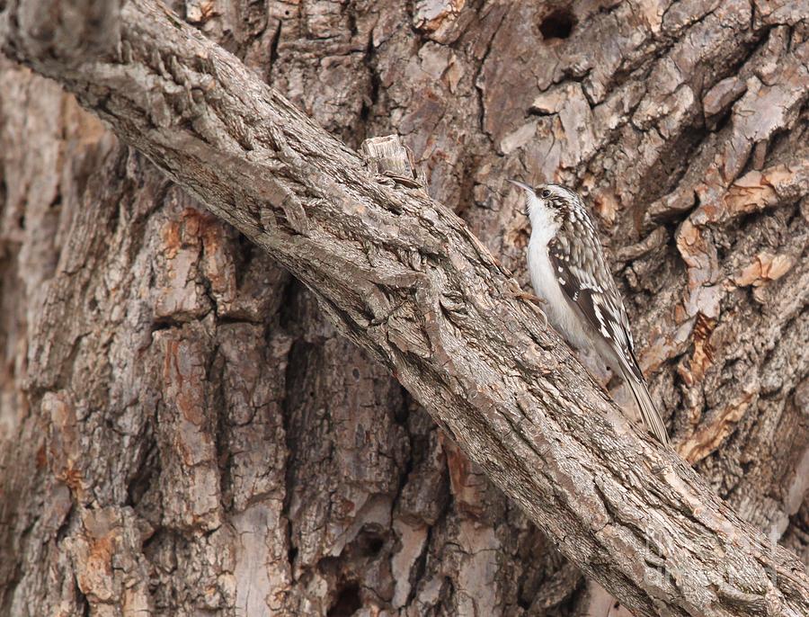 Brown Creeper #3 Photograph by Jack R Brock