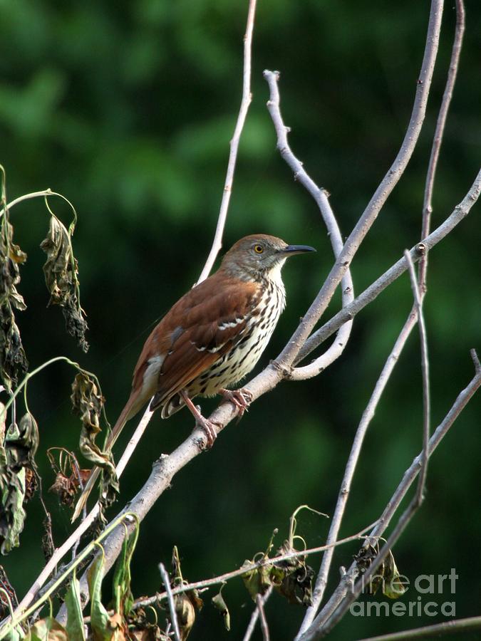Brown Thrasher #3 Photograph by Jack R Brock