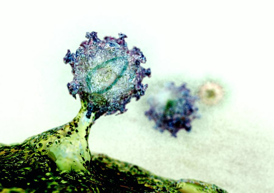 T Lymphocyte Photograph - Budding Hiv Particle, Computer Artwork #3 by Animate4.comscience Photo Libary