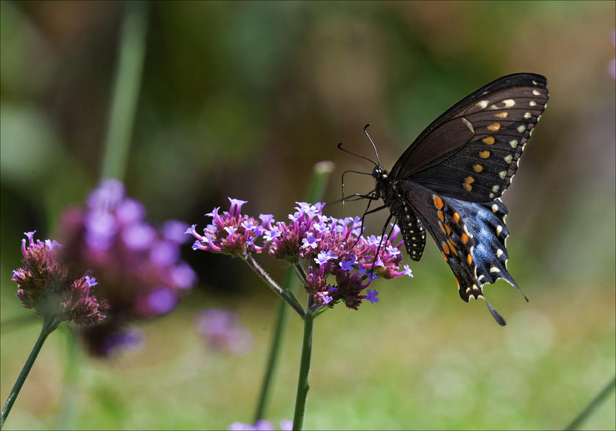 Butterfly #3 Photograph by Robert Ullmann
