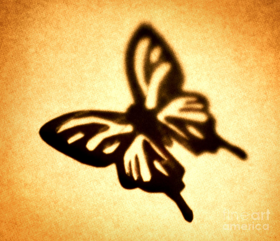 Butterfly #3 Photograph by Tony Cordoza