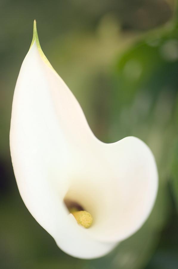 Flower Photograph - Calla Lily (zantedeschia Aethiopica) #3 by Maria Mosolova