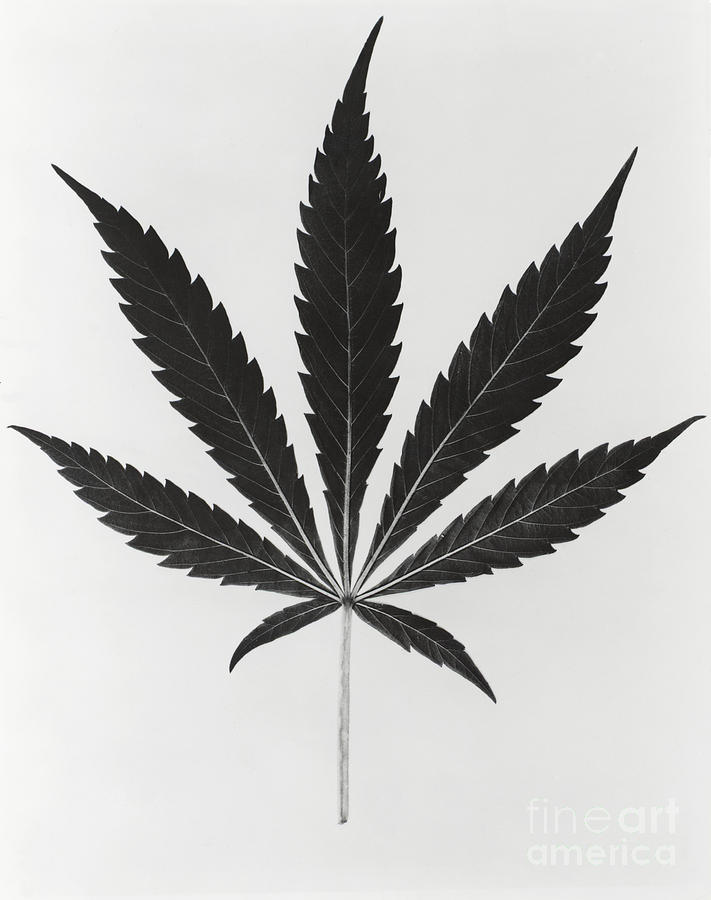 Cannabis Sativa, Marijuana Leaf #3 Photograph by Science Source