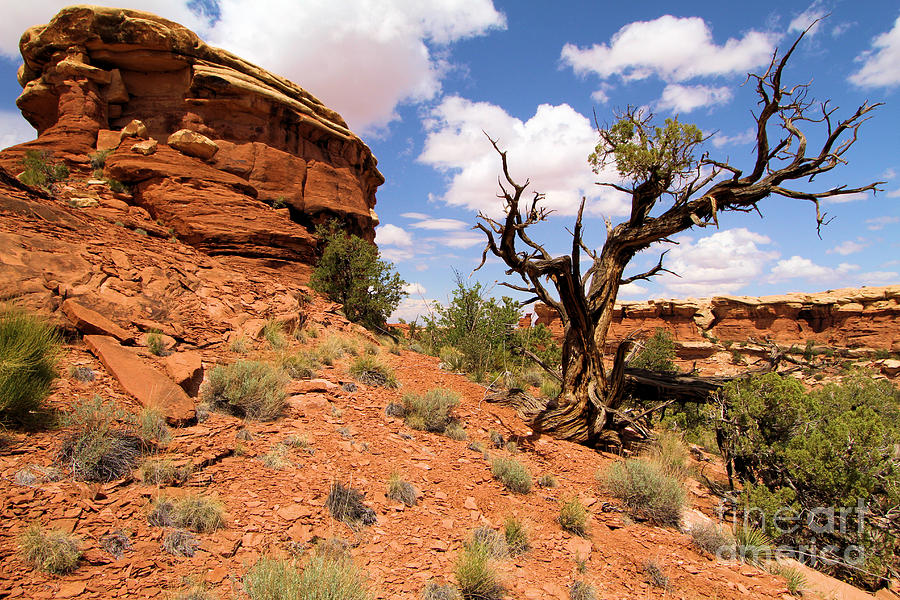 Canyonlands National Park Photograph - Canyonlands Needles District #3 by Adam Jewell