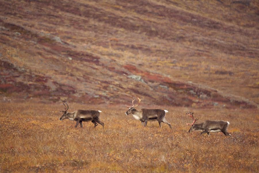 Wildlife Photograph - 3 Caribou by Rakesh Malik