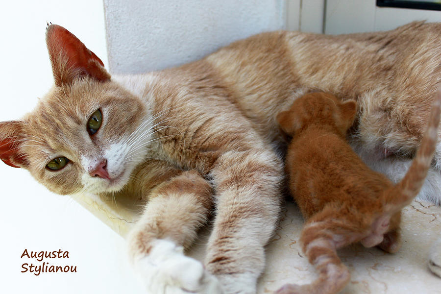 Cat Maternity #2 Photograph by Augusta Stylianou