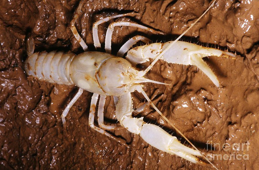 Cave Crayfish #3 Photograph by Dante Fenolio