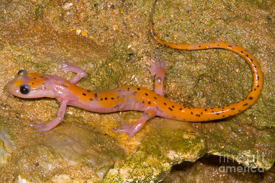Wildlife Photograph - Cave Salamander #3 by Dante Fenolio