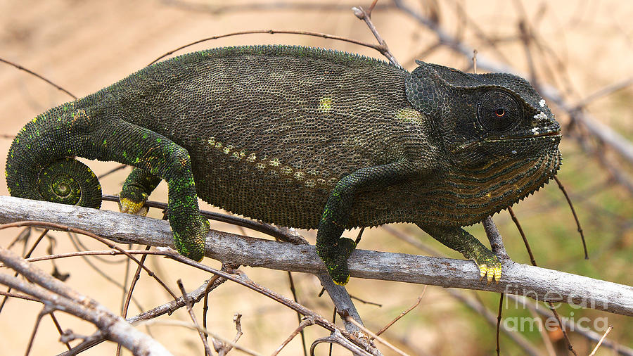 Chameleon #3 Photograph by Mareko Marciniak