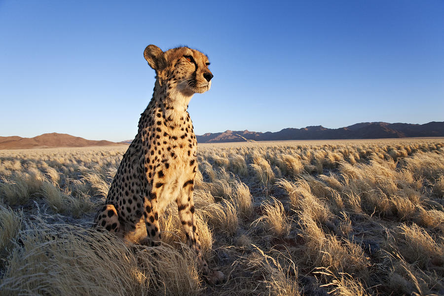 Cheetah In Desert Environment Photograph by Martin Harvey