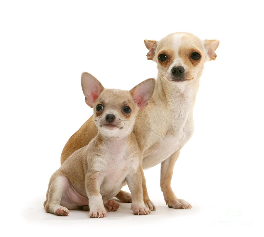 Chihuahua And Puppy #3 Photograph by Jane Burton