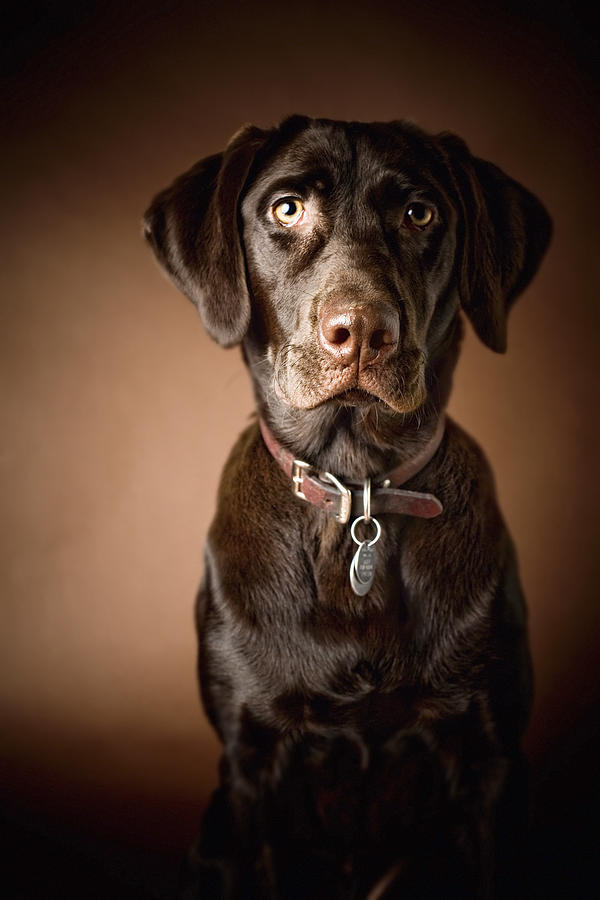 Chocolate Labrador Retriever Portrait Photograph by David DuChemin ...