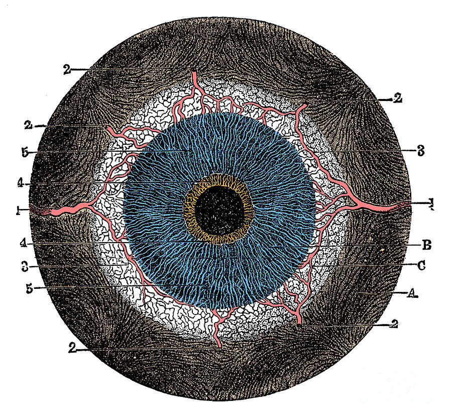 Choroid Coat And Iris Photograph by Science Source Pixels