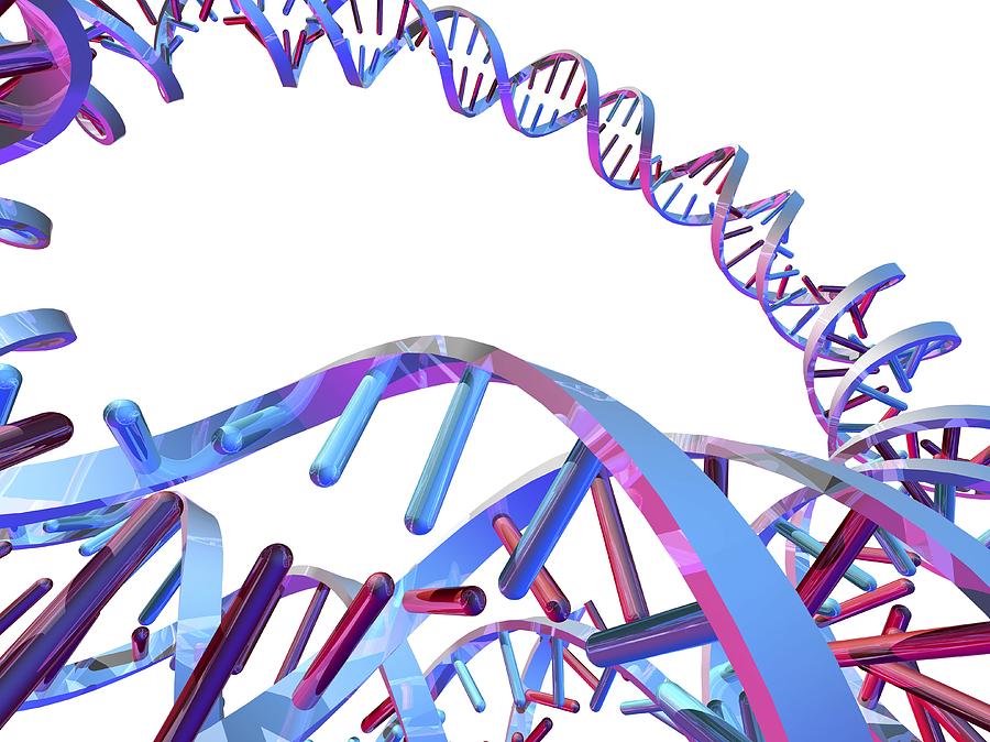 Sssr dna. Карандашница в виде молекулы ДНК. Ghali ★ DNA.