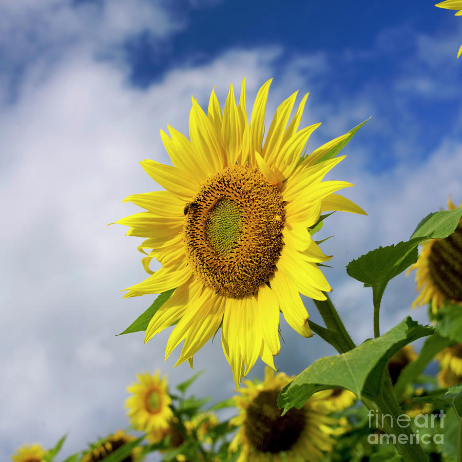 Cereal Photograph - Close up of sunflower #3 by Bernard Jaubert