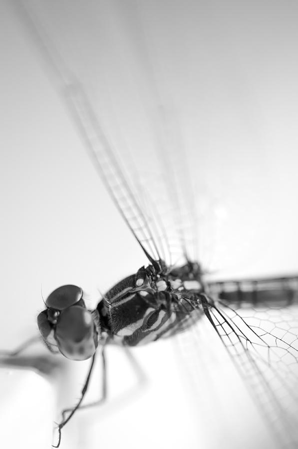 Close up shoot of a anisoptera dragonfly #3 Photograph by U Schade