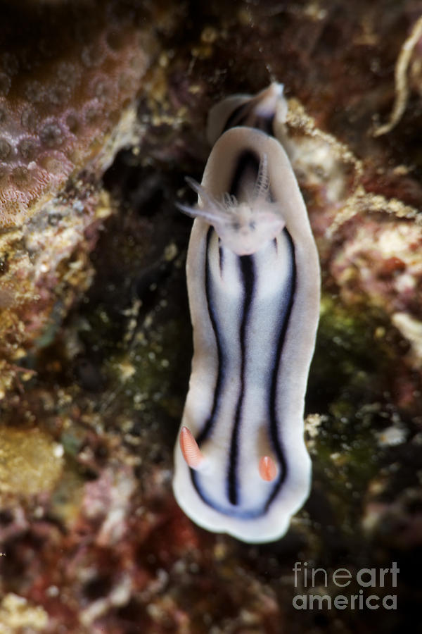 Close-up View Of A Nudibranch Feeding Photograph