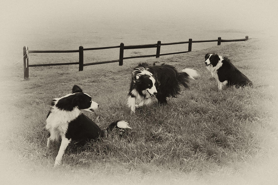 Dog Photograph - 3 Collies by Miguel Capelo