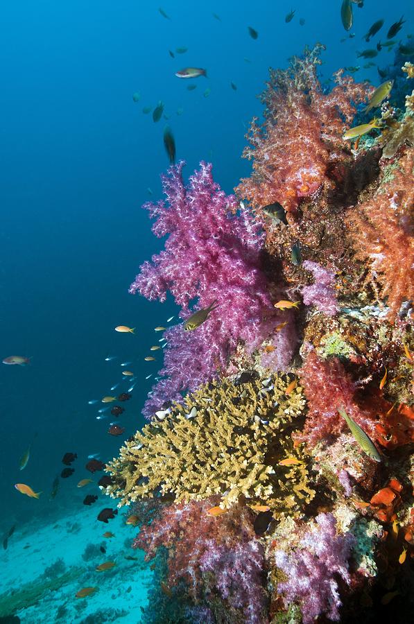 Coral Reef, Thailand Photograph by Georgette Douwma - Fine Art America