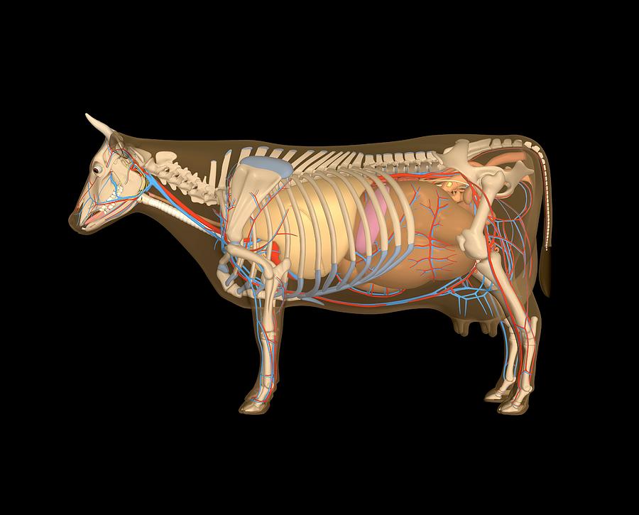 Cow Anatomy Artwork Photograph By Friedrich Saurer