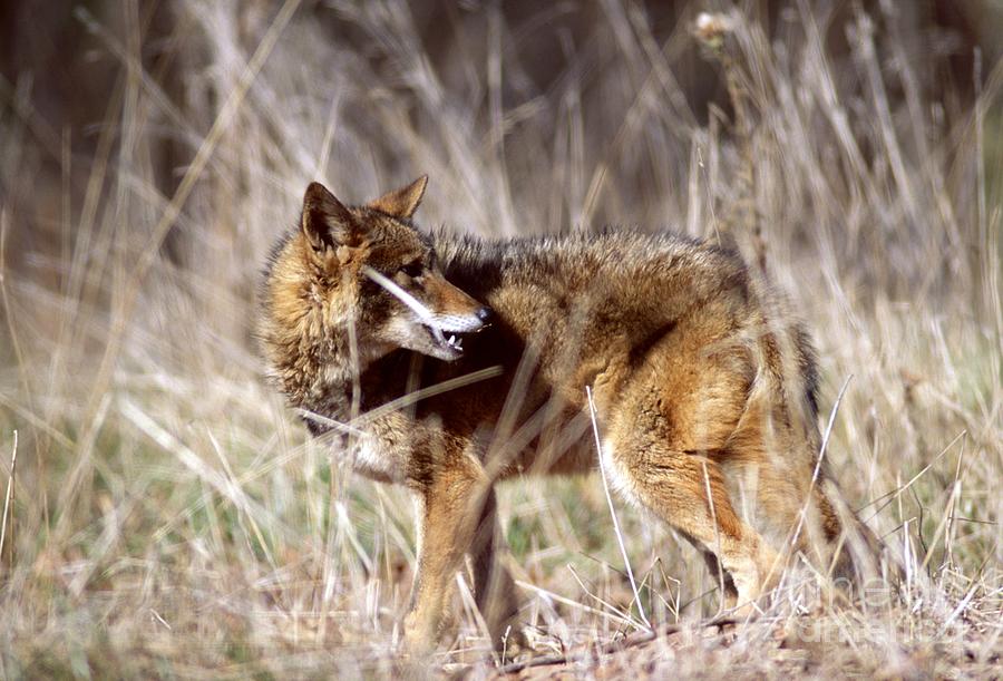 wolf coyote wolf coyote