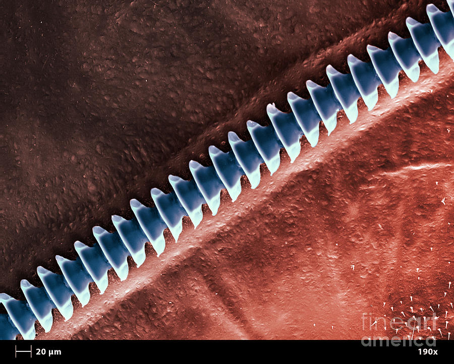 Cricket Sound Comb, Sem #3 Photograph by Ted Kinsman