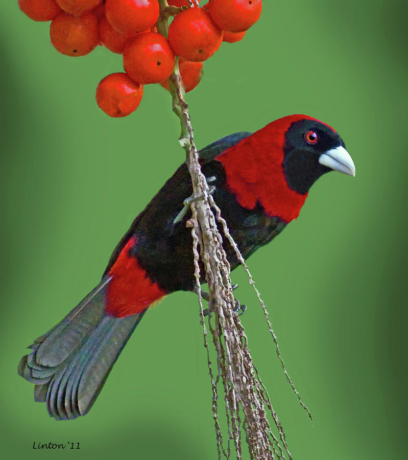 Crimson-collared Tanager 2 Photograph by Larry Linton