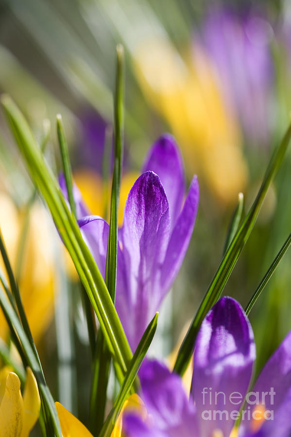 Crocuses #3 Photograph by Kati Finell