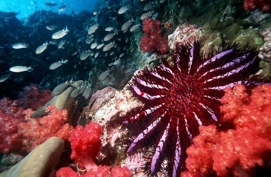 Fish Photograph - Crown-of-thorns Starfish #3 by Georgette Douwma