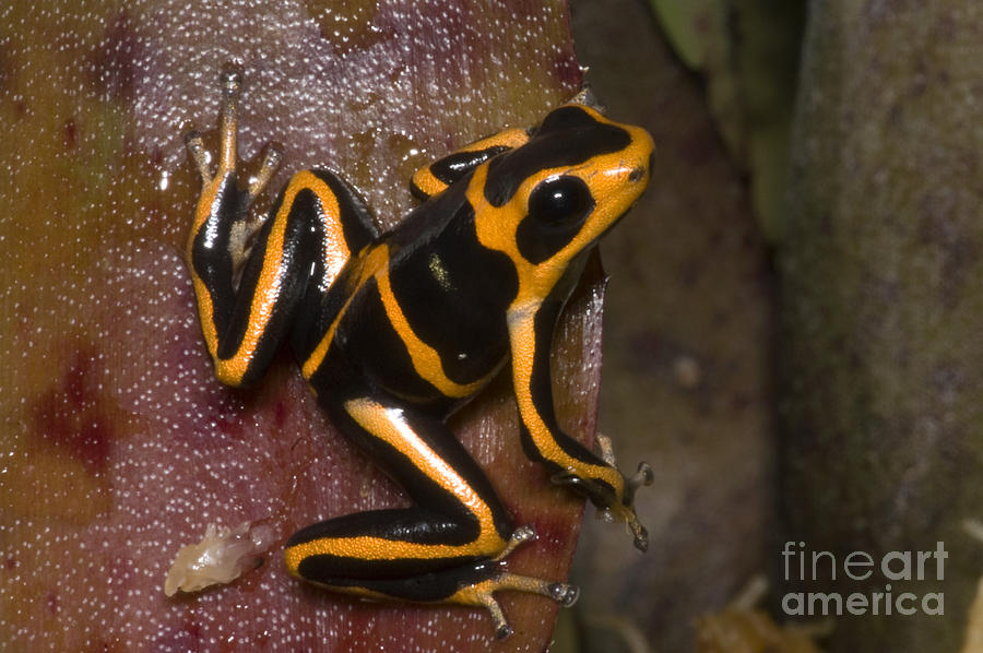 Crowned Poison Frog #3 Photograph by Dante Fenolio