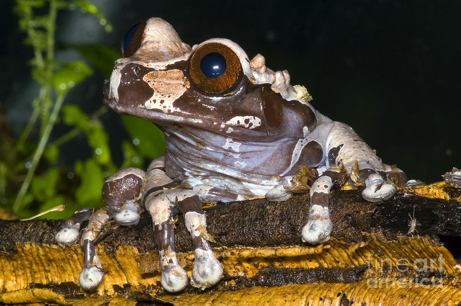 Crowned Tree Frog #3 Photograph by Dante Fenolio