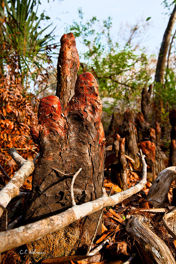 Cypress Knees #3 Photograph by Christopher Holmes