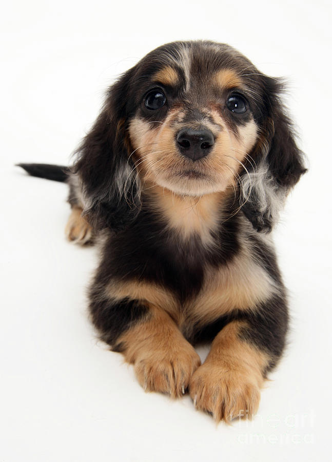 Dachshund Pup #2 Photograph by Jane Burton