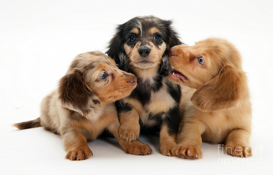 Animal Photograph - Dachshund Pups #3 by Jane Burton