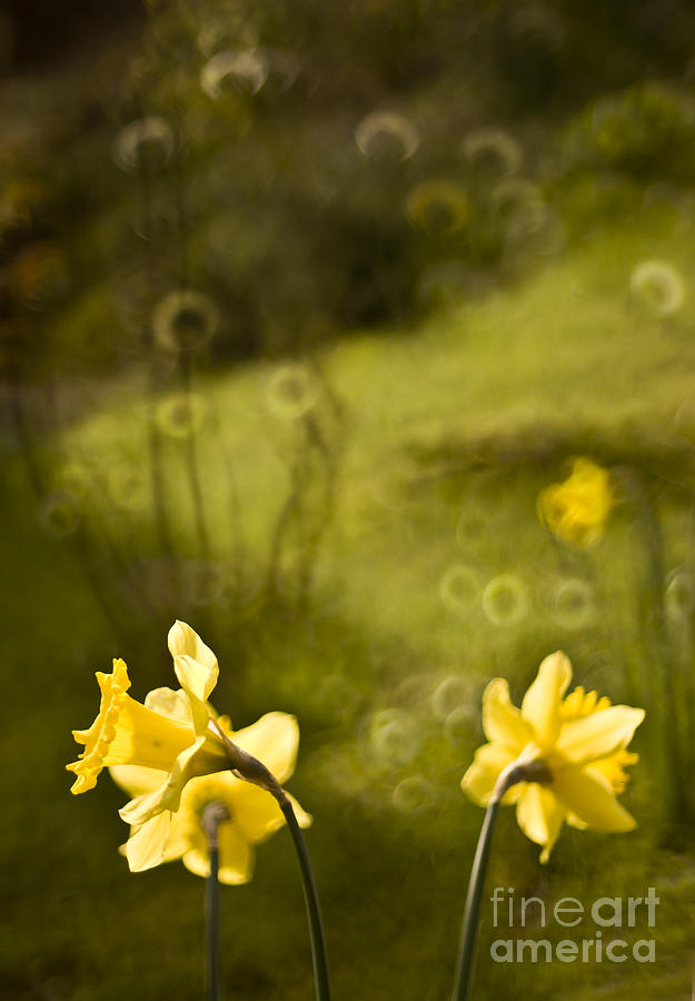 Daffodils #3 Photograph by Ang El