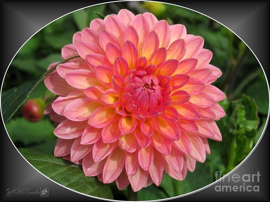 Dahlia named Hillcrest Suffusion #3 Photograph by J McCombie