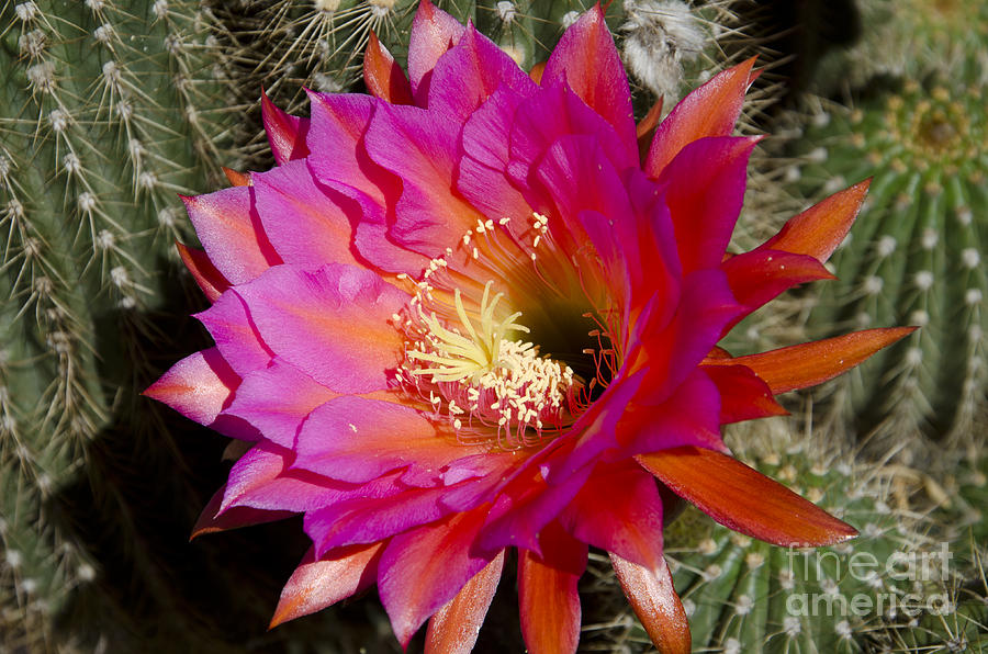 Flowers Still Life Photograph - Dark pink cactus flower #3 by Jim And Emily Bush