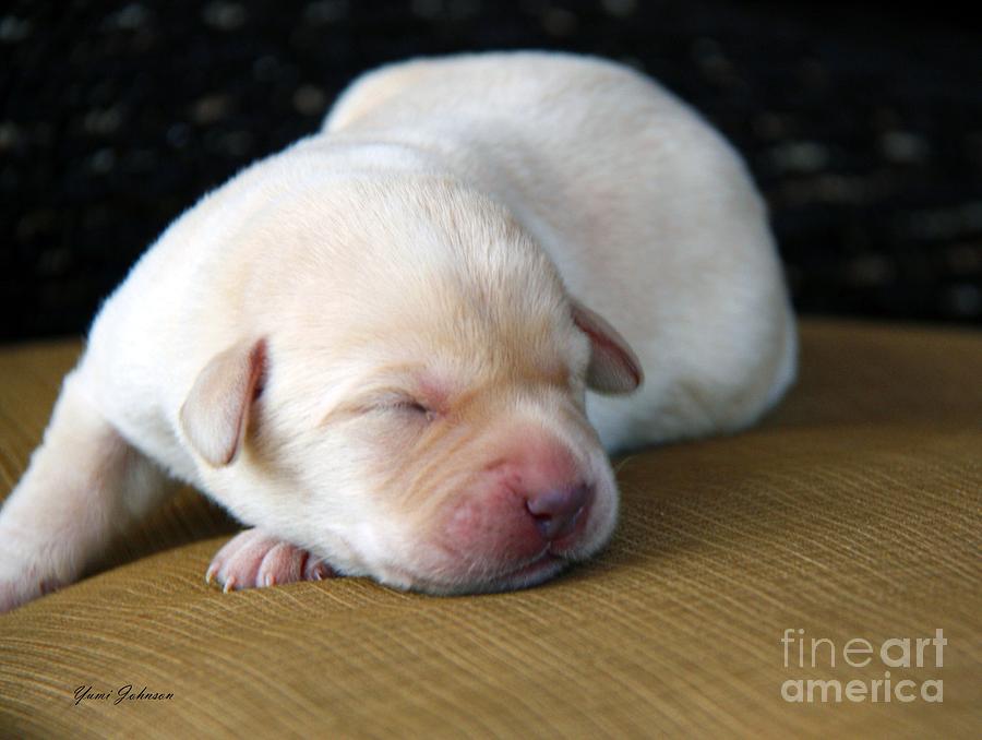 3 Days Old Puppy Photograph by Yumi Johnson