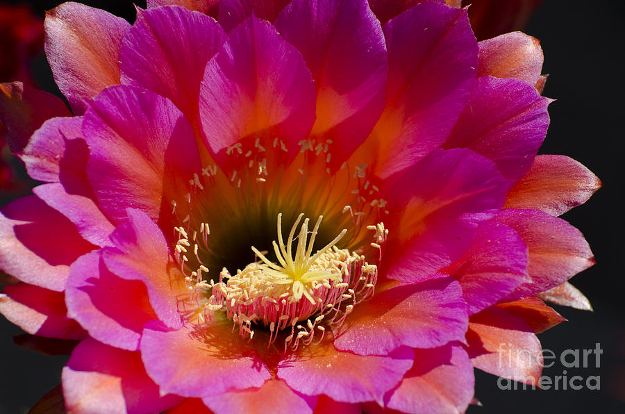 Deep pink cactus flower #3 Photograph by Jim And Emily Bush