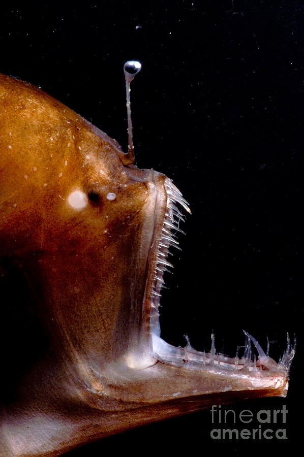 Deep Sea Angler #3 Photograph by Dante Fenolio