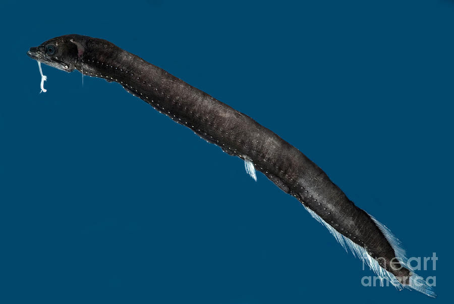 Deep deals sea eel