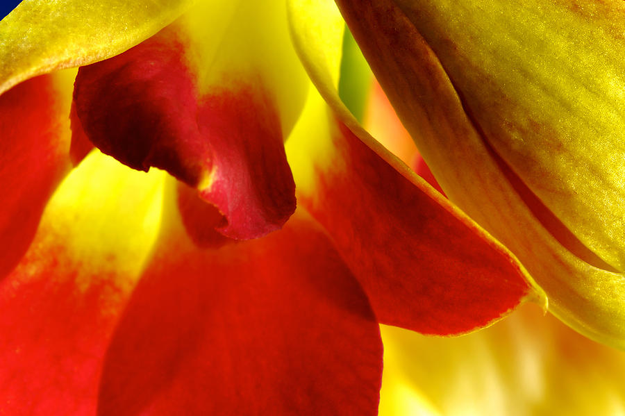 Dendribium malone or Hope orchid Flower #5 Photograph by Perla Copernik