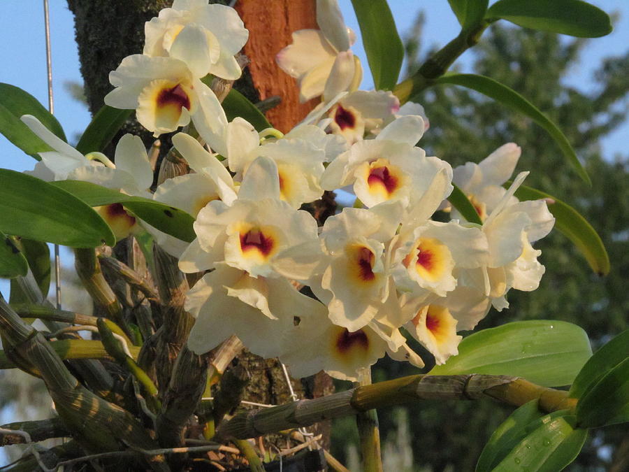 Dendrobium Orchid  #3 Photograph by Alfred Ng