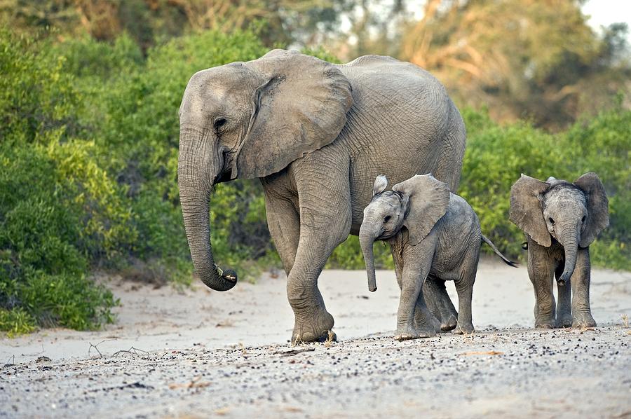 Desert-adapted Elephants Photograph by Tony Camacho - Fine Art America