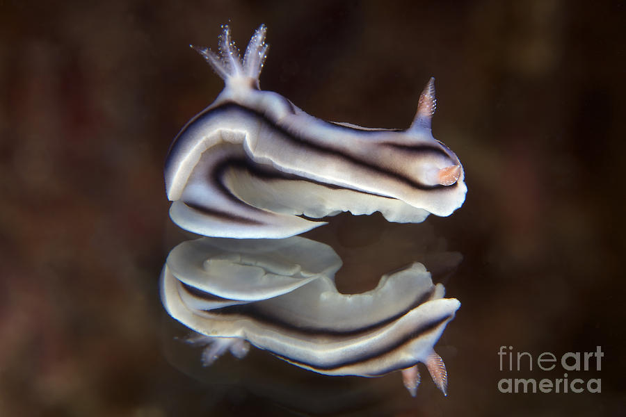 Detailed View Of A Beautiful Nudibranch #3 Photograph by Terry Moore
