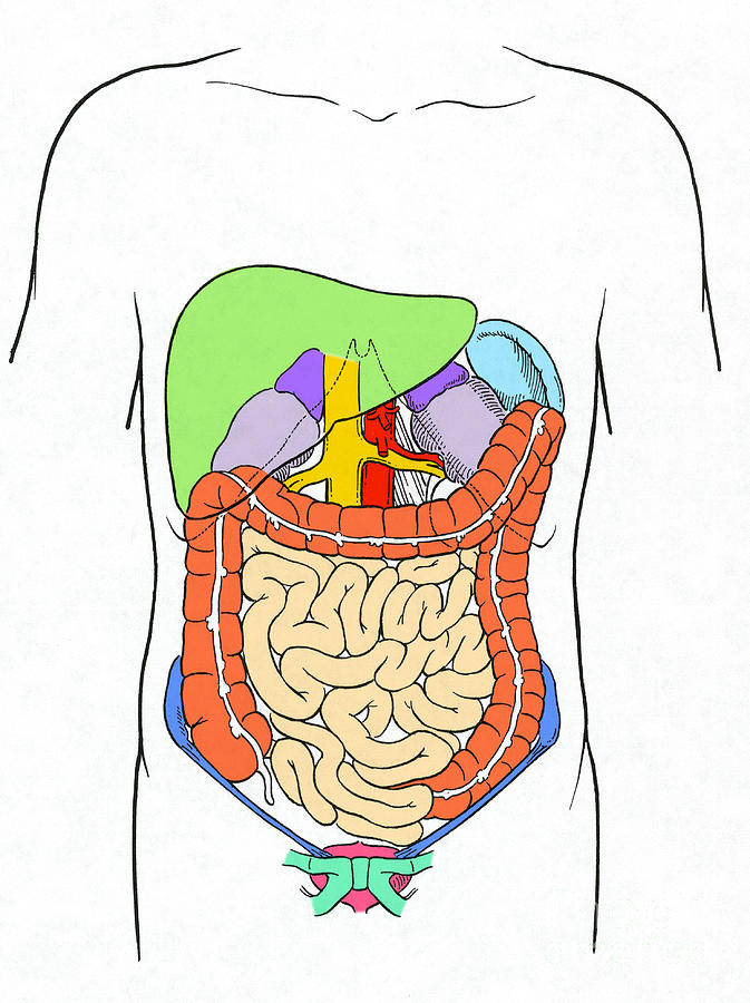 Digestive System #3 Photograph by Science Source