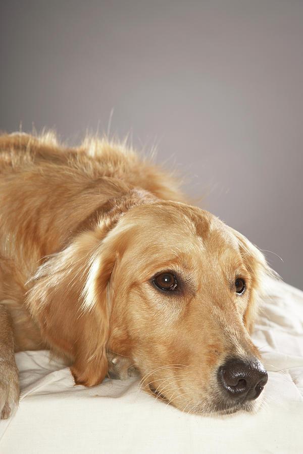 dog-laying-down-photograph-by-chris-amaral