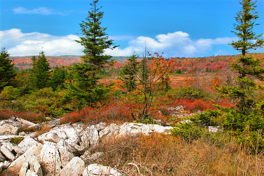 Dolly Sods Wilderness #4 Photograph by Mary Almond
