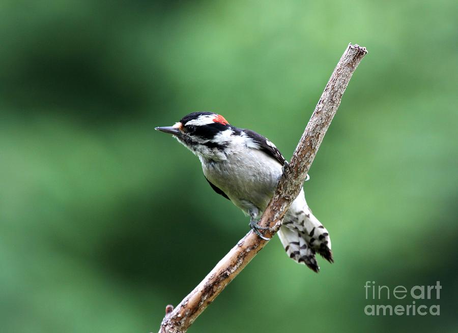 Downy Woodpecker #3 Photograph by Jack R Brock