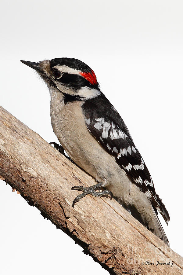 Downy Woodpecker #3 Photograph by Steve Javorsky